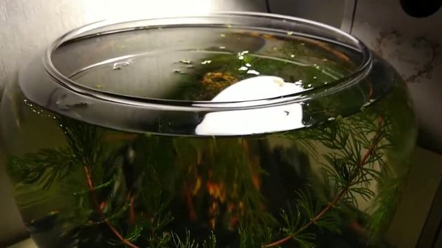 Креветочник из вазы на 4 литра. смотреть онлайн