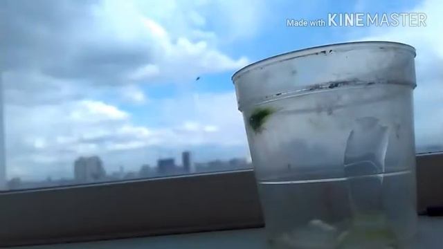 Лизун из селикатного и пва-м клея смотреть онлайн