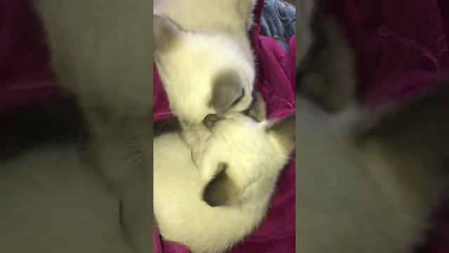 Сиамские котики маленькие смотреть онлайн