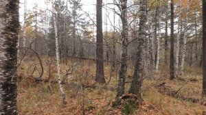 Охота с лайками на УРАЛЕ. Несколько дней счастья. Часть 3. Hunting in the Urals.