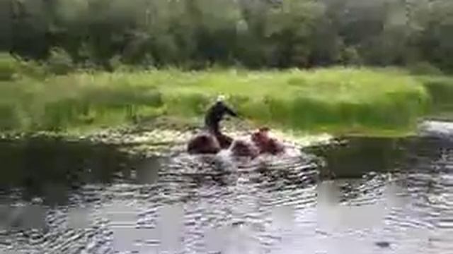 Болотоход смотреть онлайн