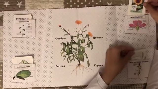 Лэпбук "Строение цветка и листа" смотреть онлайн