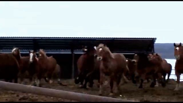 Кобылы в колде косяками ходят. Перевозский конный завод смотреть онлайн