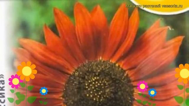 Подсолнечник обыкновенная Красно Солнышко. Краткий обзор, описание характеристик, где купить семена смотреть онлайн