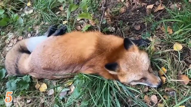 ЛИСЯО. Алиса - Лиса. Любительница яичницы смотреть онлайн