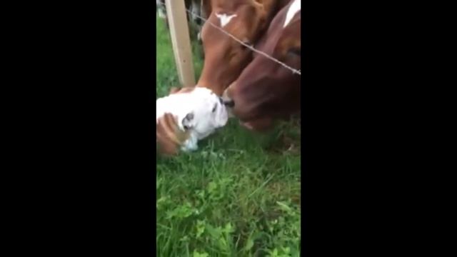 .ПоДбоРкА. НоВыХ .ВиДеО. с. ЖиВоТнЫмИ. смотреть онлайн