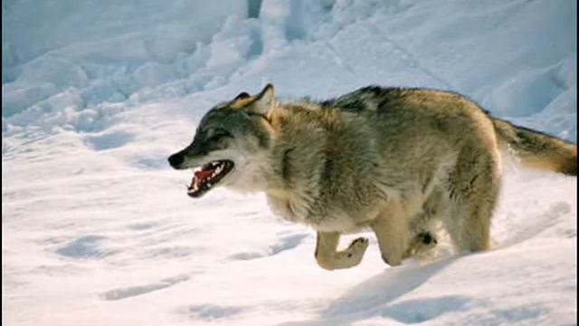 Wols-Welcome смотреть онлайн