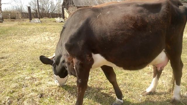 Ждём отёла Бочки/ Принимаю ставки/Почему доим корову три раза/ Как кормим нетель перед отёлом! смотреть онлайн