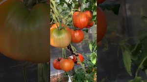 Томаты Бориса Сонина 2021 года. Выпуск 1.