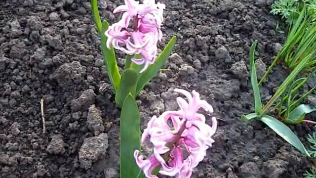 Гиацинты, которые нравятся мне. смотреть онлайн