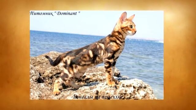 Презентация бенгальской породы. Инфокот 2015.