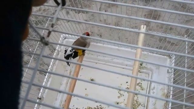 Щегол седоголовый(Goldfinch grey-headed) смотреть онлайн