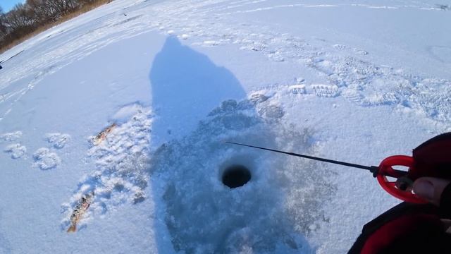 Расставили ЖЕРЛИЦЫ и началось! Флаги взлетают , щука атакует живца. МОЩНАЯ РЫБАЛКА по перволедью! смотреть онлайн