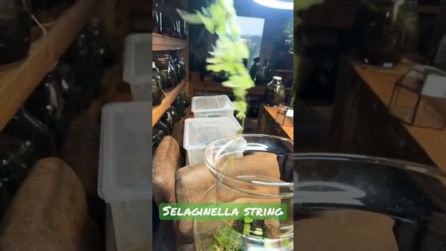 String of Selaginella смотреть онлайн