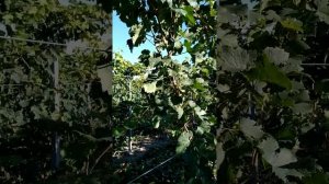 Виноград технический Монарх.