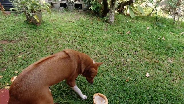 Моя Шри-Ланка 2023 Собаки любят кокосы. In Sri Lanka, dogs love coconuts. Hikkaduwa смотреть онлайн