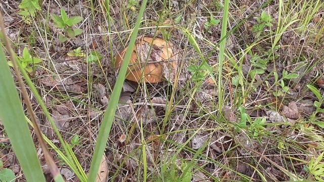 БЕЛЫЕ И ПОДОСИНОВИКИ !!! СОН В ЛЕТНЮЮ НОЧЬ С ADRIANO CELENTANO!!! смотреть онлайн