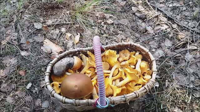 А у нас волна лисичек.набрали корзинку. смотреть онлайн