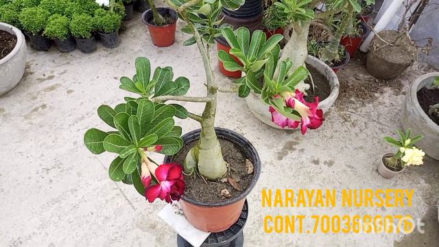 Adenium Live Plants#Rosey Verity#Online Sell#Narayan Nursery#Fof Buy Cont.7003680076 смотреть онлайн