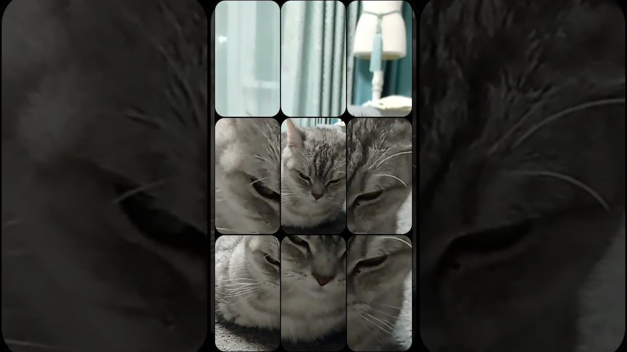 Котик голограмма #рекомендации #2024 #4к смотреть онлайн