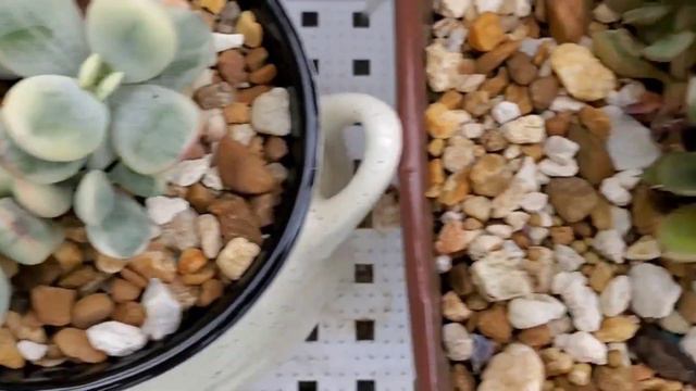Florida Succulent  이제 막 이뻐~이뻐지는 우리집 다육이들
