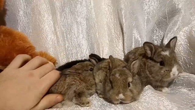 Декоративные кролики цена Воронеж смотреть онлайн