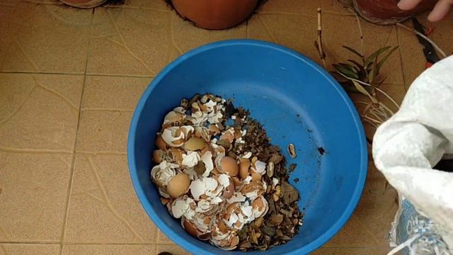 How To Propagate Epidendrum Orchid| Potting Mix, Fertilizing ,Places | All Care .... смотреть онлайн