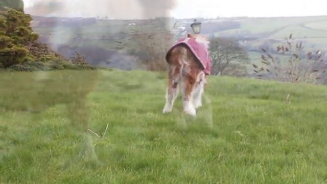 Miniature Shetland Pony Foal Playing смотреть онлайн