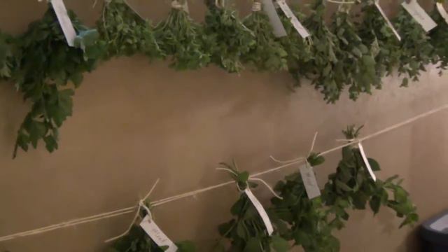 Hanging Herbs To Dry! смотреть онлайн