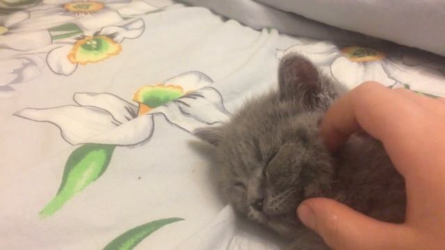 Как усыпить кота за 1 минуту смотреть онлайн