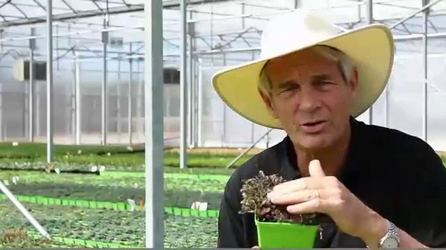 Leptinella squalida 'Platt's Black' - Brass Buttons смотреть онлайн