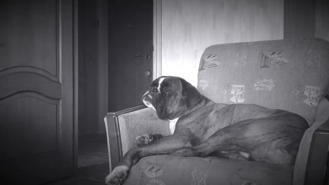 ПРАНК НАД СОБАКОЙ Оделся в МОНСТРА смотреть онлайн