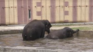 Купание слонов в ростовском зоопарке