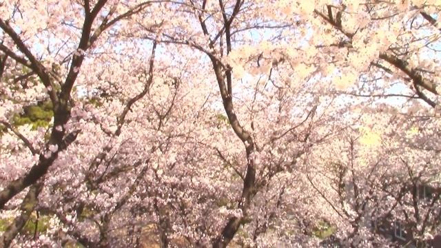 Цветущая дикая вишня и магнолия, красивая весна и природа в Южной Корее !Spring in South Korea. смотреть онлайн