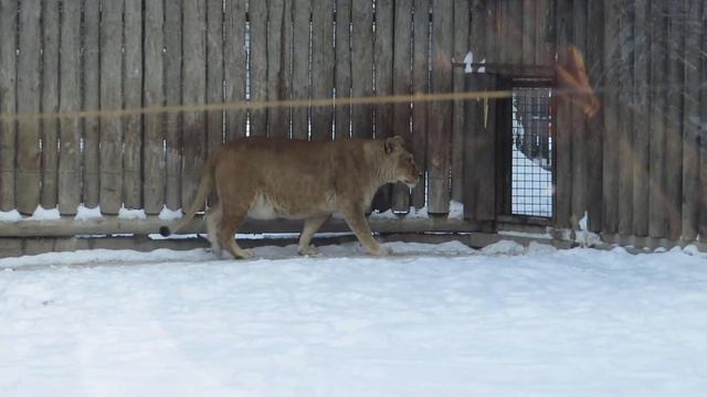 MVI 3018 Жизнь других в неволе. смотреть онлайн