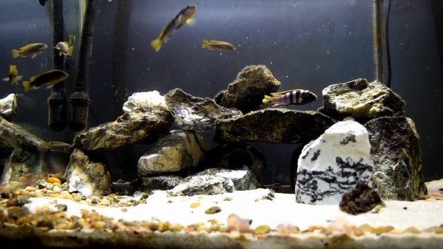 How to Breed Mbuna Cichlids!! смотреть онлайн