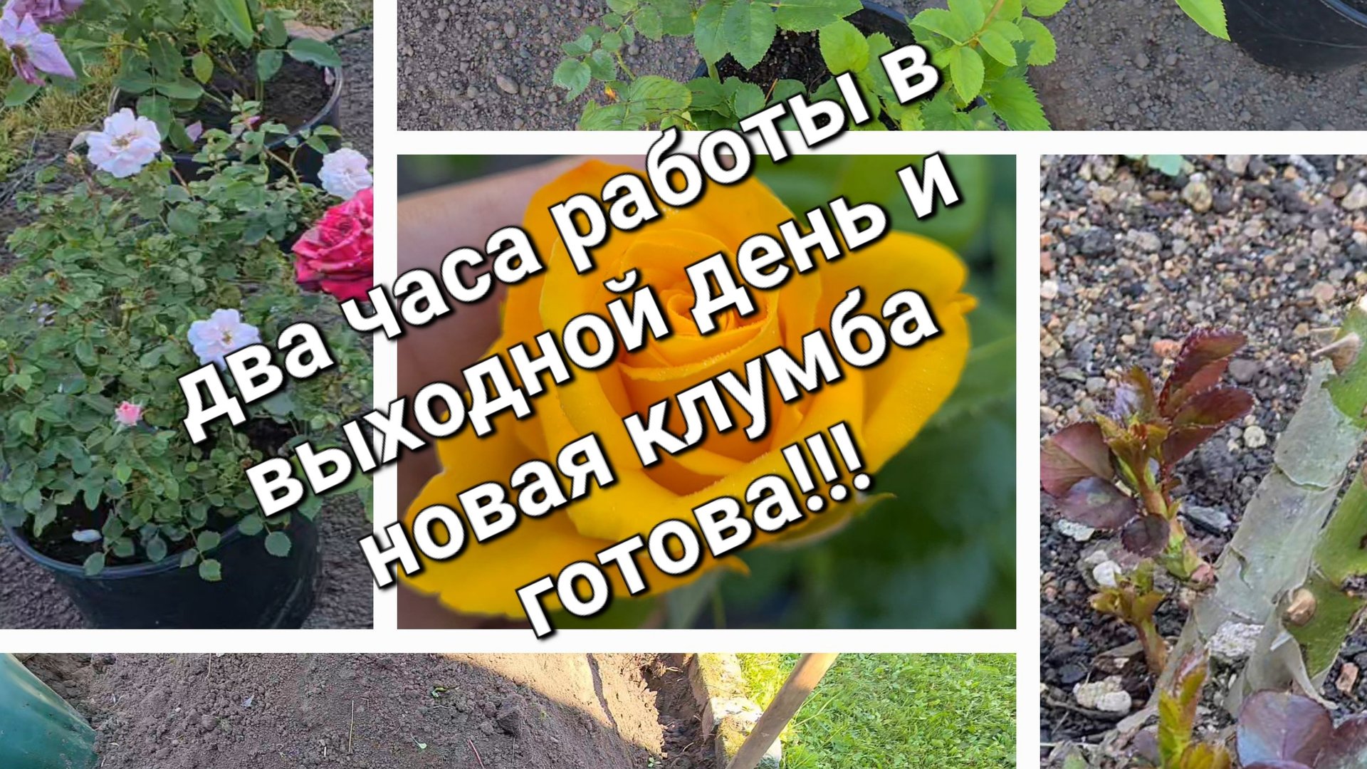 Клумба на которой будут расти необычные розы, хотите знать почему они необычные? смотреть онлайн