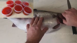 Солю икру форели