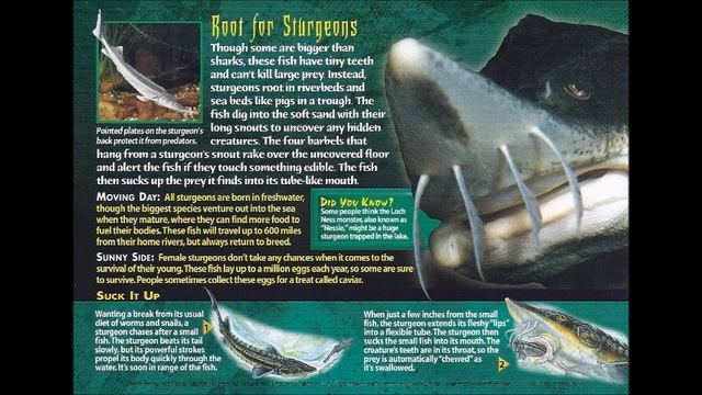 06 Weird N Wild Creatures Strange Wonders смотреть онлайн