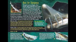 06  Weird N Wild Creatures   Strange Wonders