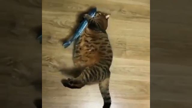 Кот Леопольд и рыбка смотреть онлайн