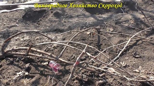 Пора открывать виноград! Результаты перезимовки смотреть онлайн