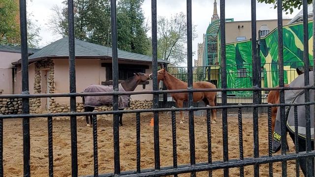 Путешествия. Животные. Московский зоопарк. Новая территория. Конюшня. Октябрь 2023 год. смотреть онлайн