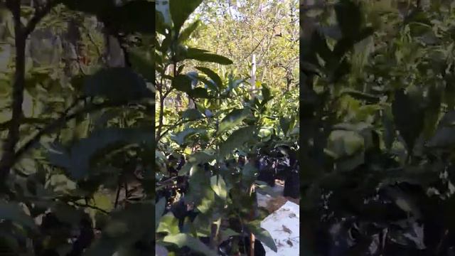 Саженцы цитрусов, состояние на 7 августа смотреть онлайн