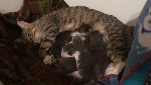 NEW 3 Grumpy Baby Kittens & Momma Cat Charity With Her 5 Chunky Kittens смотреть онлайн