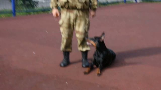 Доберман на прогулке. Эпизод восьмой.