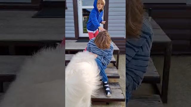 Обнимашки от самоеда Одина. #самоед #самоедскаясобака #самоеды #самоедскаялайка