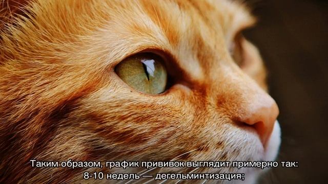 Прививки котятам: какие и когда делать, в каком возрасте смотреть онлайн