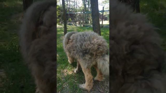 Самая красивая кавказская овчарка. Кавказец Малыш из приюта Сириус. Beautiful caucasian shepherd. смотреть онлайн