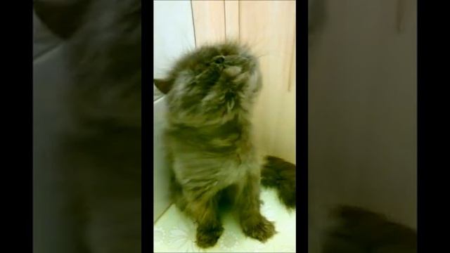 Сушение серого кота смотреть онлайн